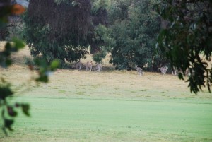Kangaroos anglesea